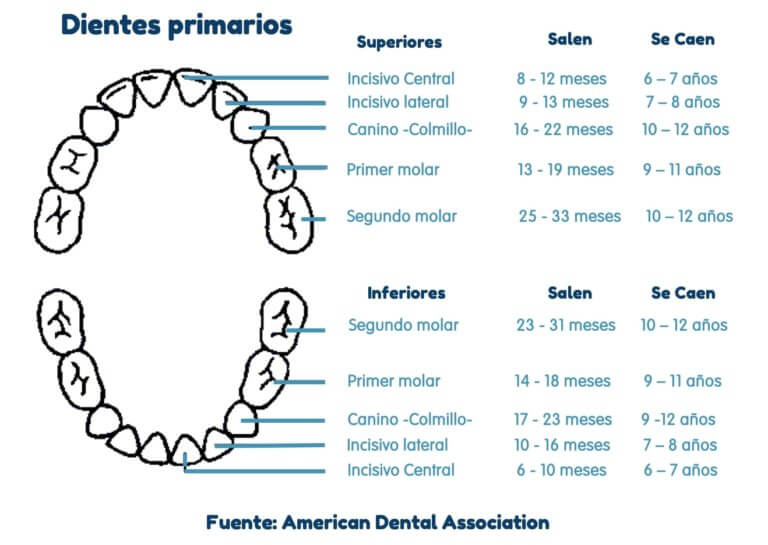 ¿En qué orden les salen los dientes a los bebés? - MomMom